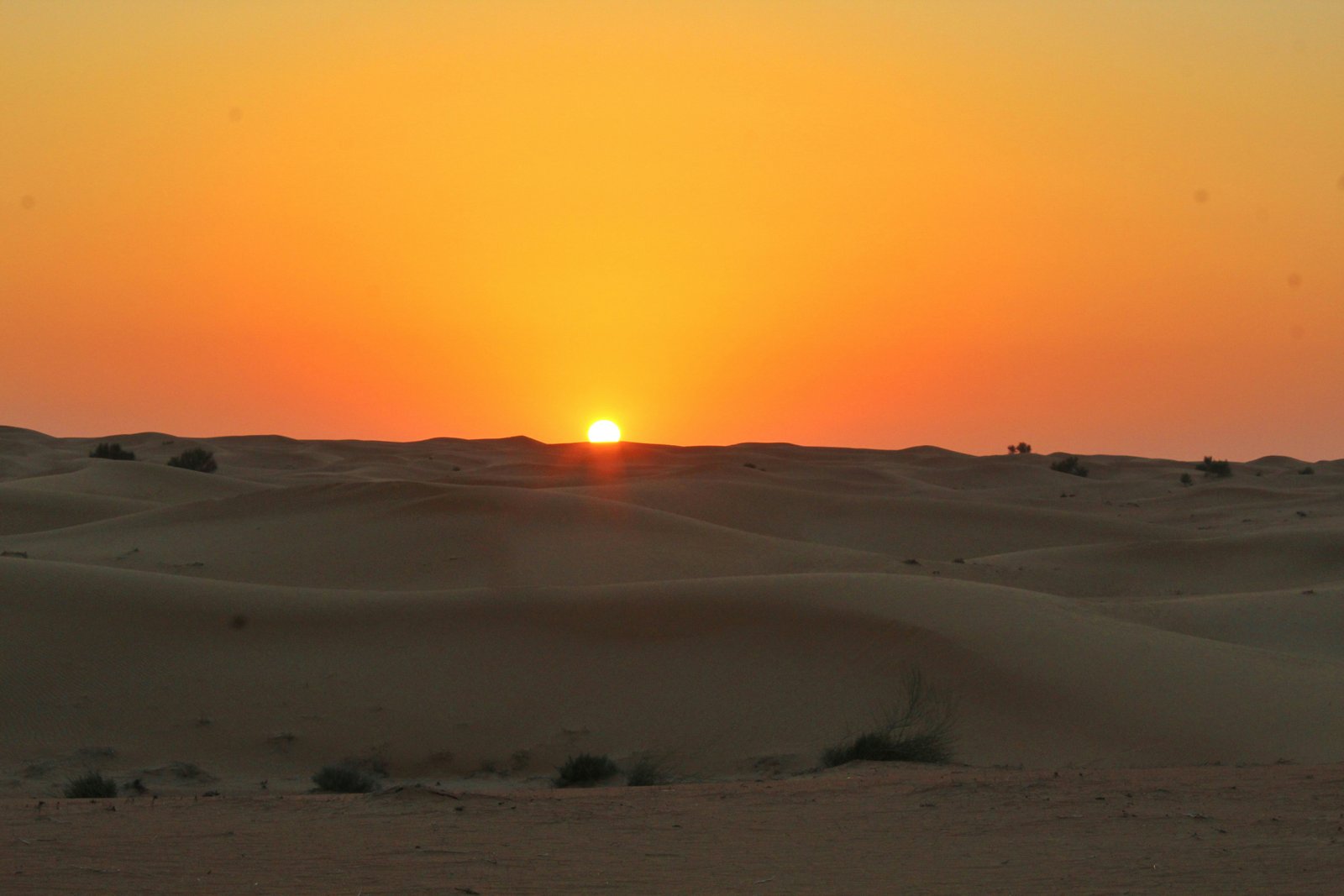 Desert Safari Group